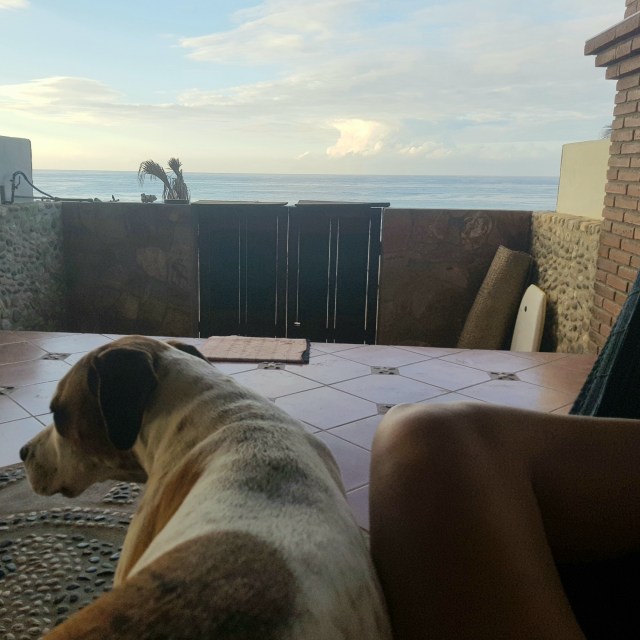 Dog and view of the sea