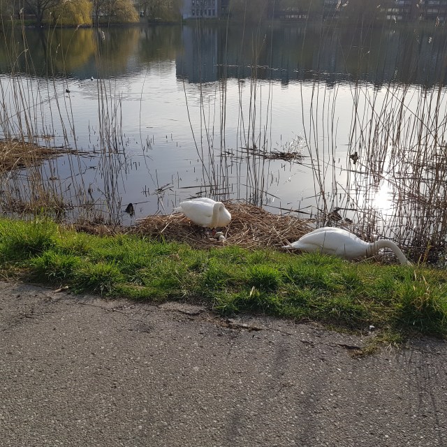 Swans with a nest with eggs