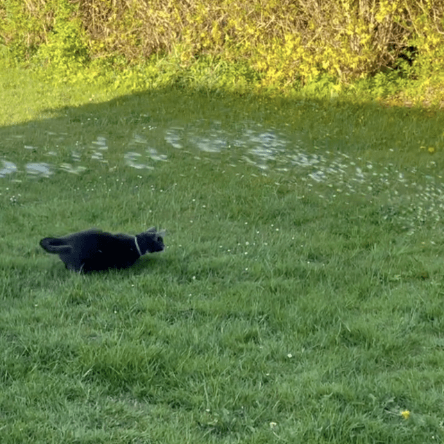 Cat chasing water